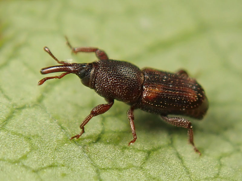 Curculionidae: Sitophilus oryzae?